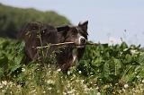 BORDER COLLIE 1094